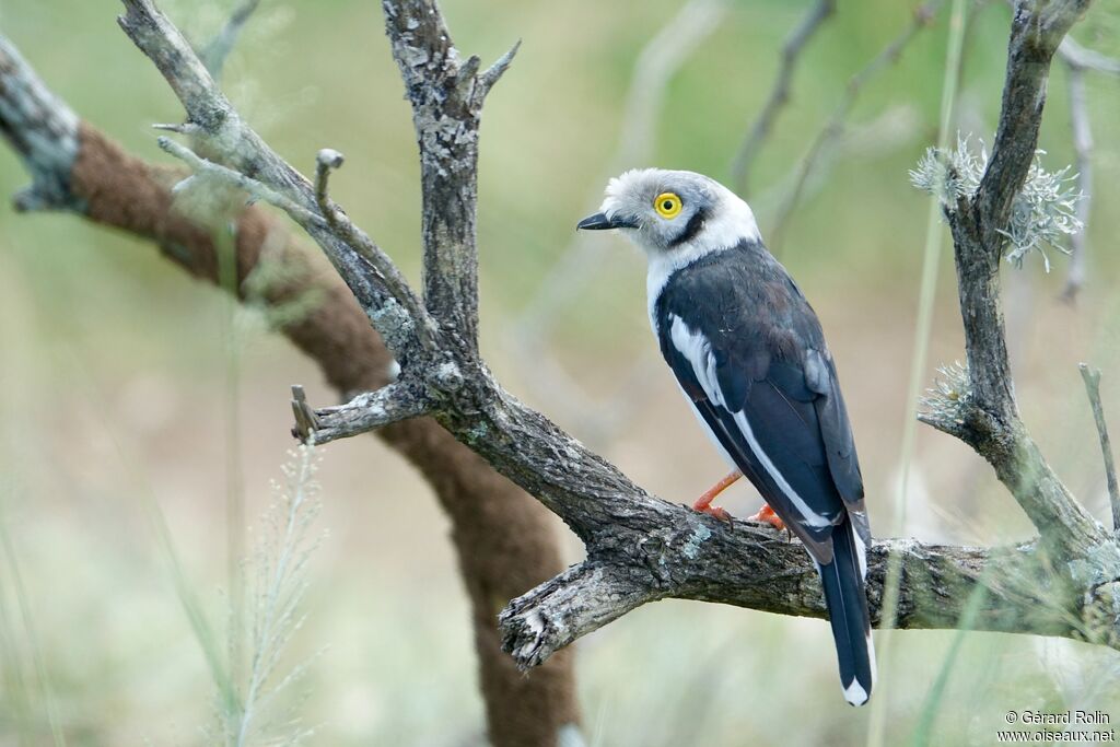 White-crested Helmetshrike