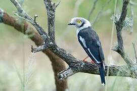 White-crested Helmetshrike