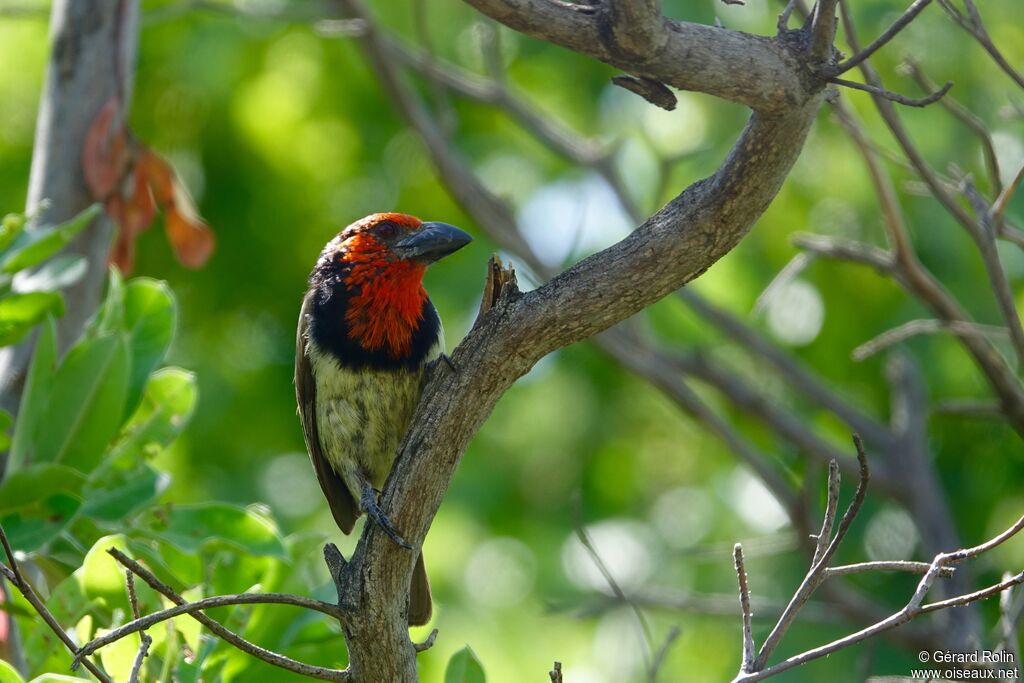 Black-collared Barbet