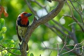 Black-collared Barbet