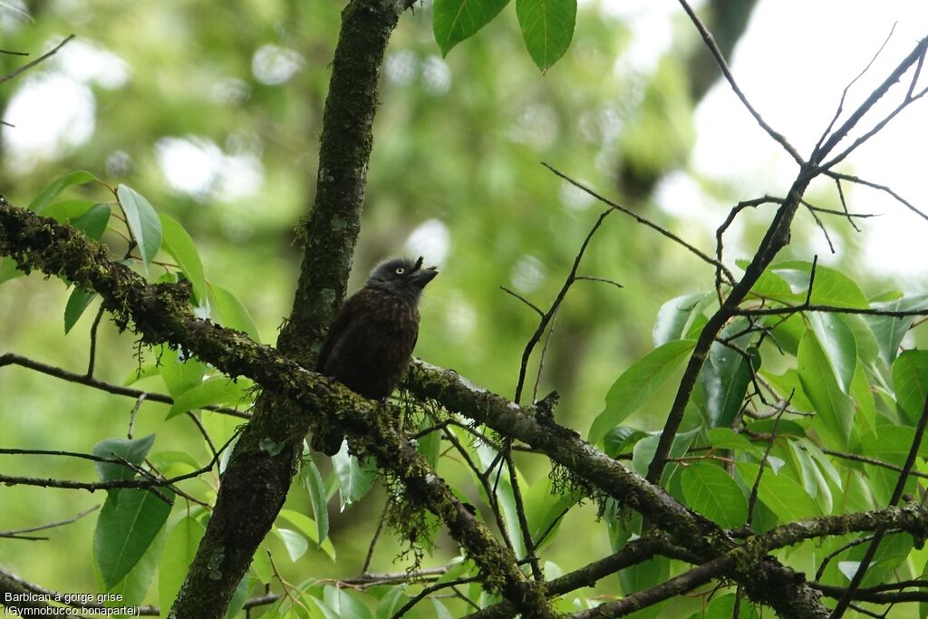 Grey-throated Barbetadult, habitat