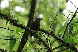 Grey-throated Barbet