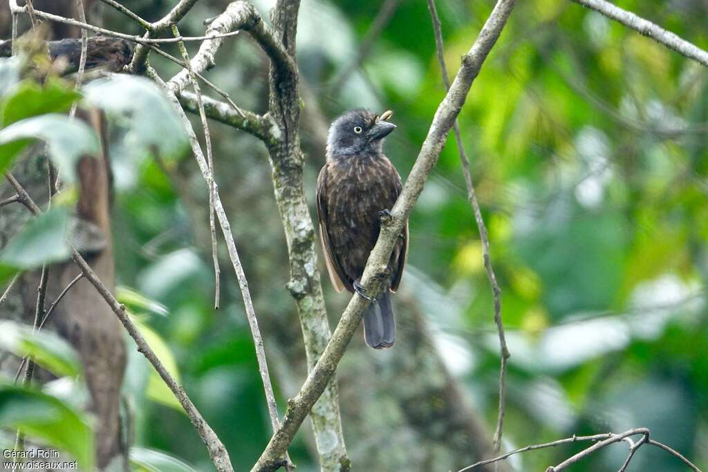 Grey-throated Barbetadult, habitat, pigmentation