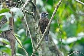 Grey-throated Barbet