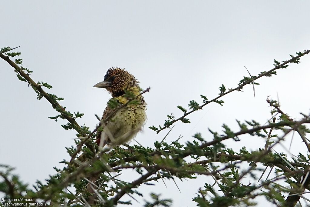 D'Arnaud's Barbet