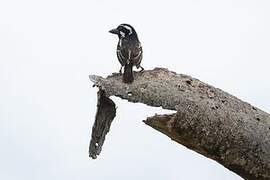 Spot-flanked Barbet