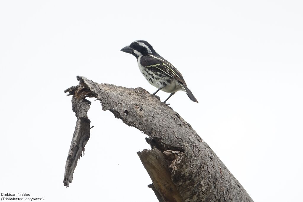 Spot-flanked Barbet