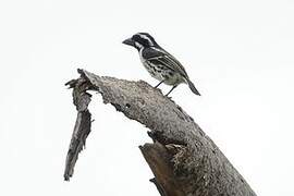 Spot-flanked Barbet