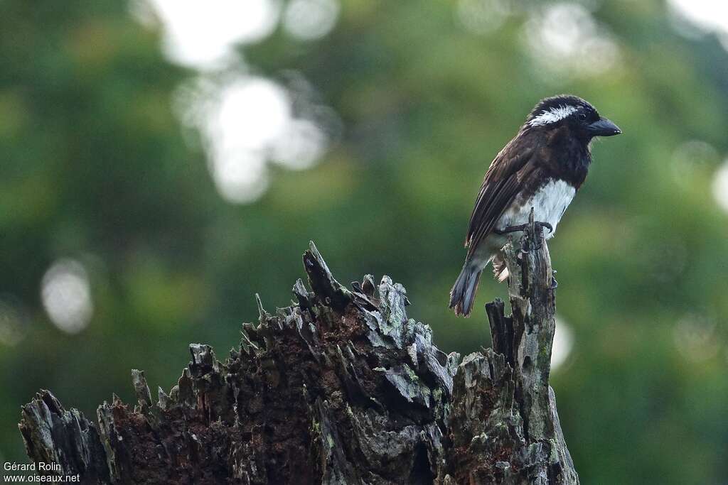 White-eared Barbetadult, Behaviour