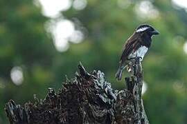 White-eared Barbet