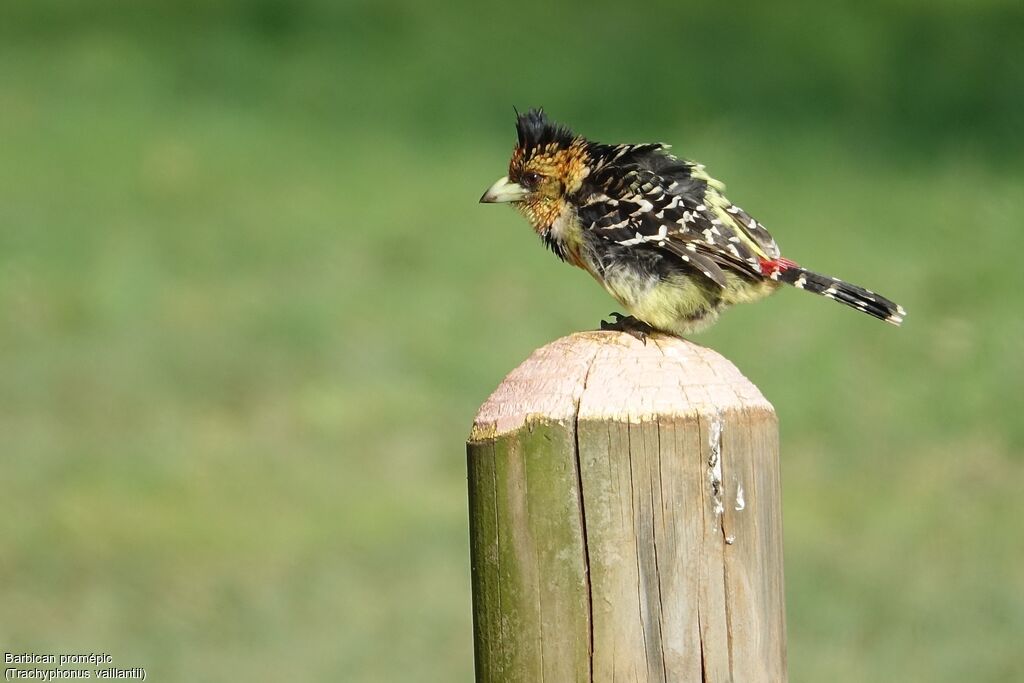 Crested Barbet