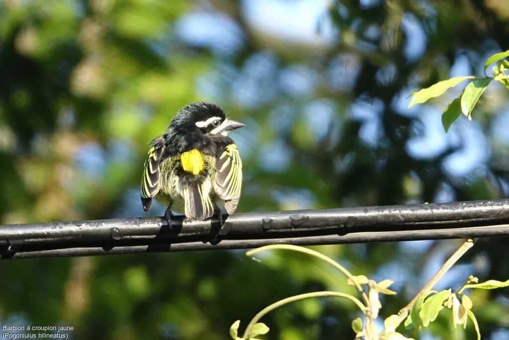 Yellow-rumped Tinkerbird