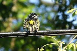 Yellow-rumped Tinkerbird