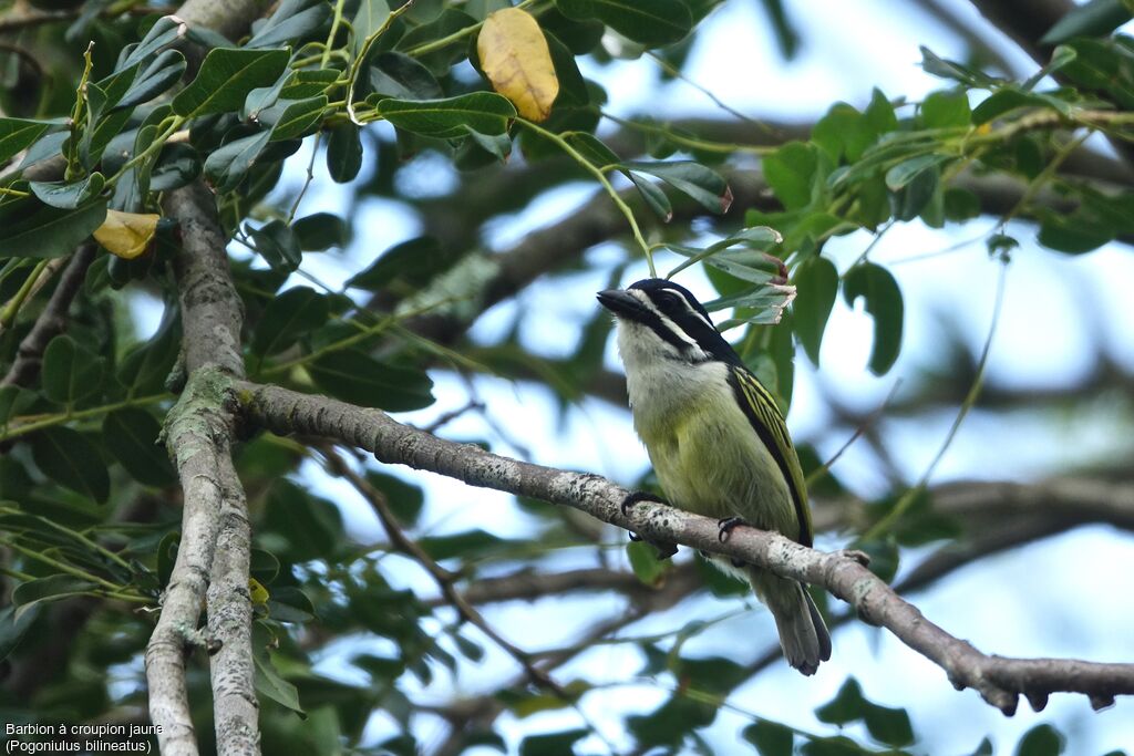 Yellow-rumped Tinkerbird