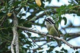 Yellow-rumped Tinkerbird