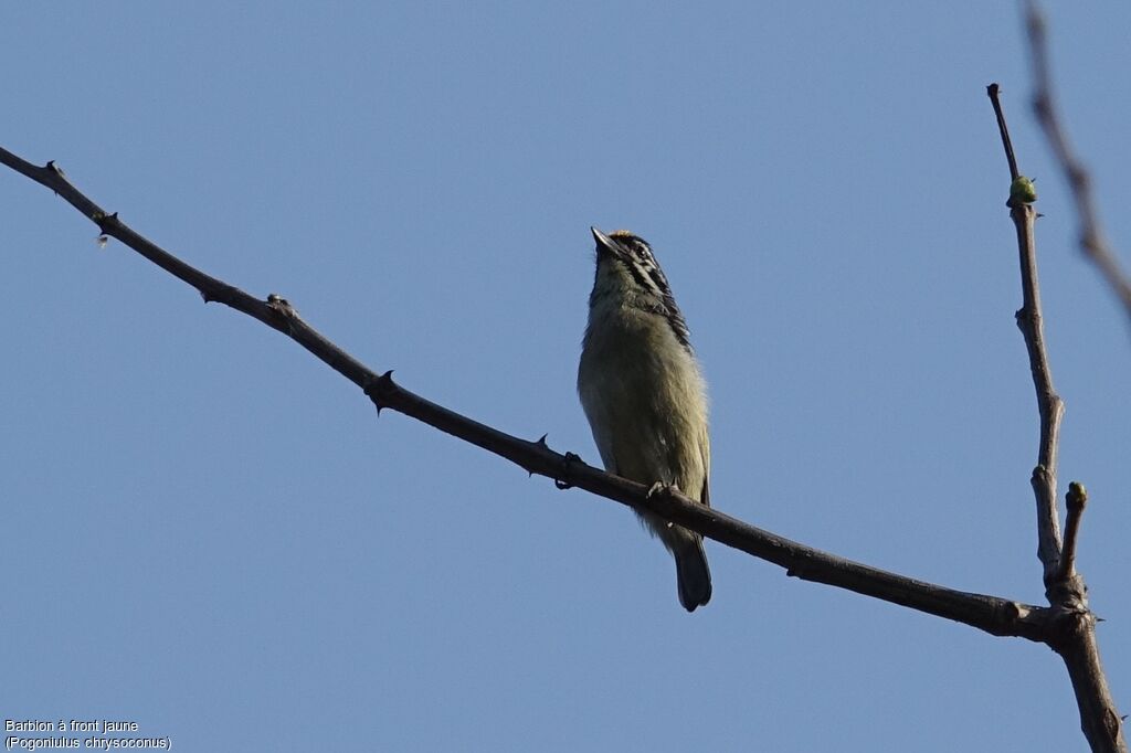 Yellow-fronted Tinkerbird