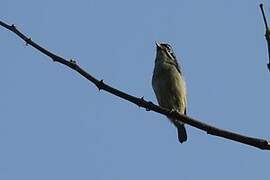 Yellow-fronted Tinkerbird