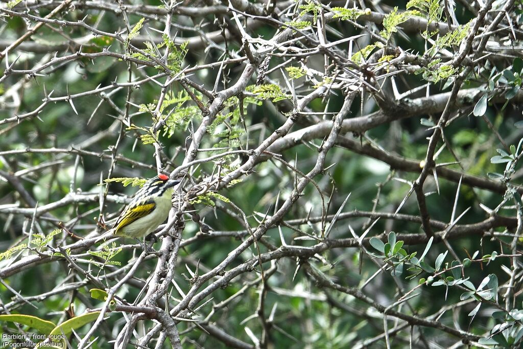 Red-fronted Tinkerbird