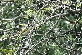 Red-fronted Tinkerbird