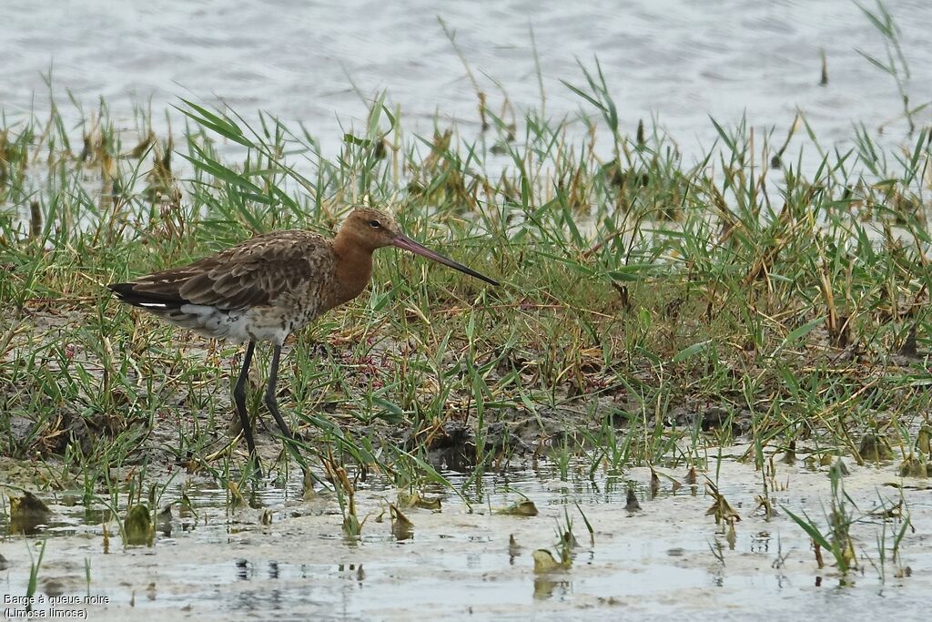 Black-tailed Godwit