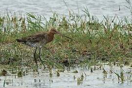 Black-tailed Godwit