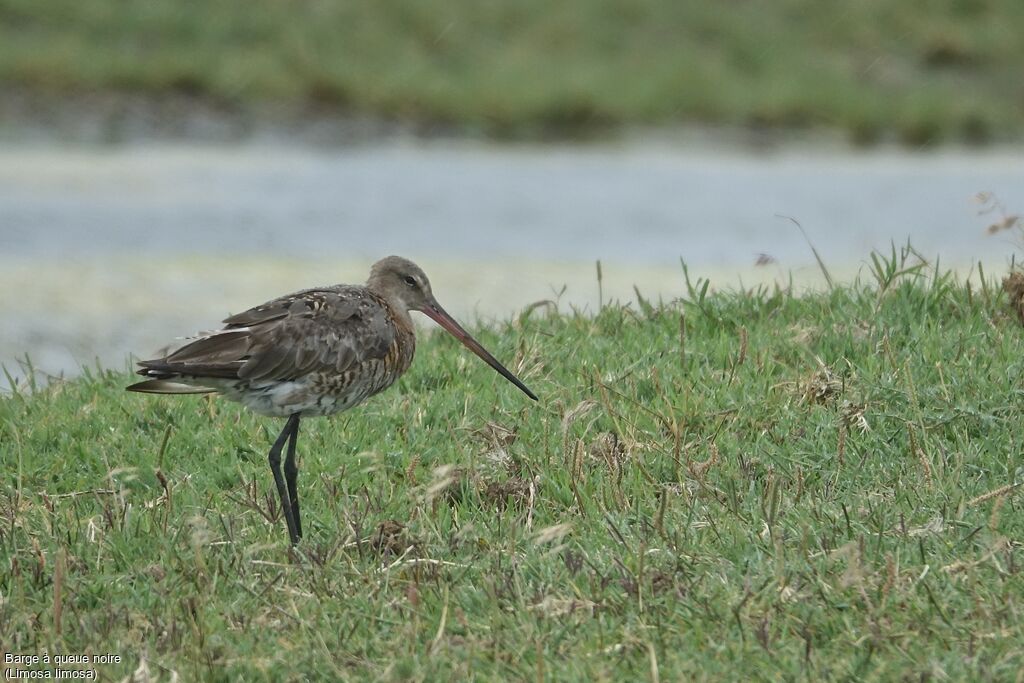 Black-tailed Godwit