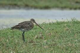 Black-tailed Godwit