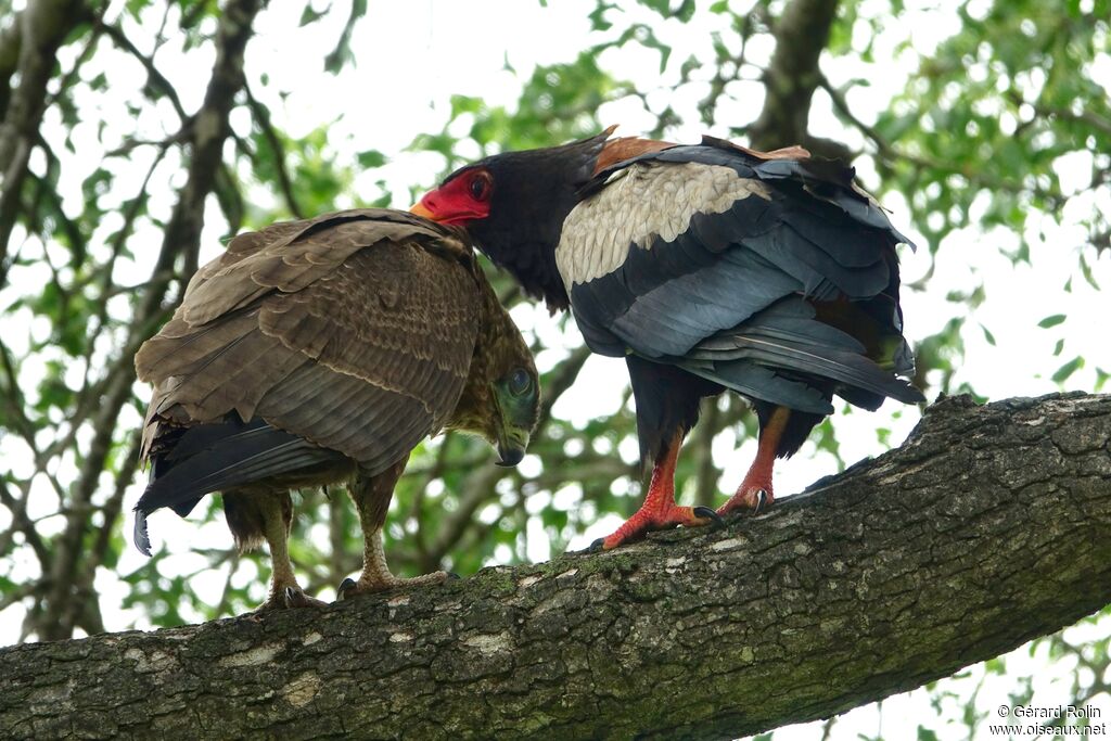 Bateleur des savanes