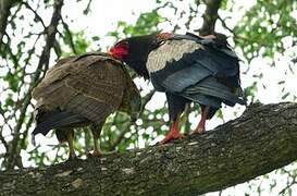 Bateleur