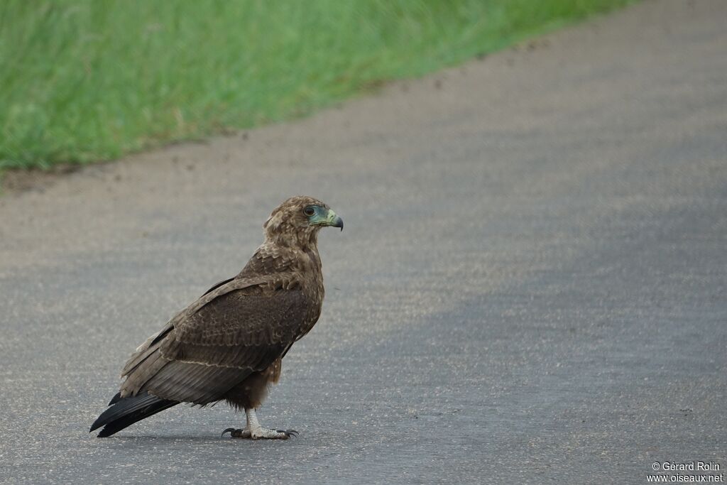 Bateleur des savanes