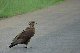 Bateleur des savanes