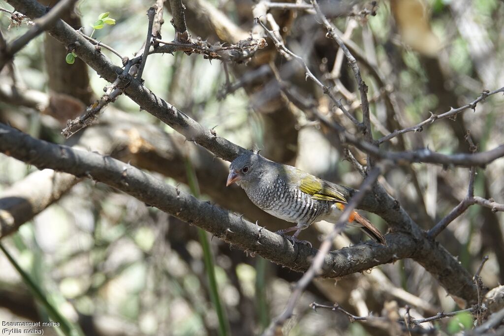 Green-winged Pytilia female