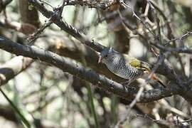 Green-winged Pytilia