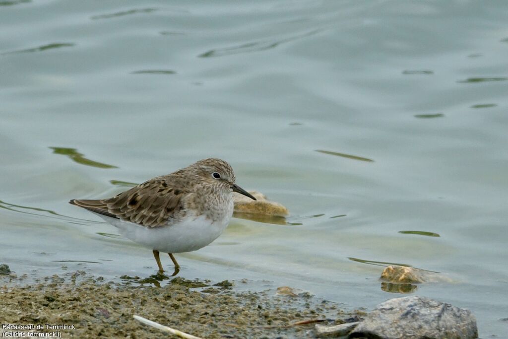 Temminck's Stint