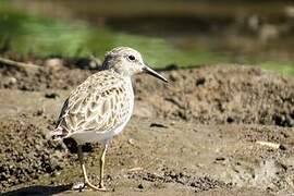 Least Sandpiper