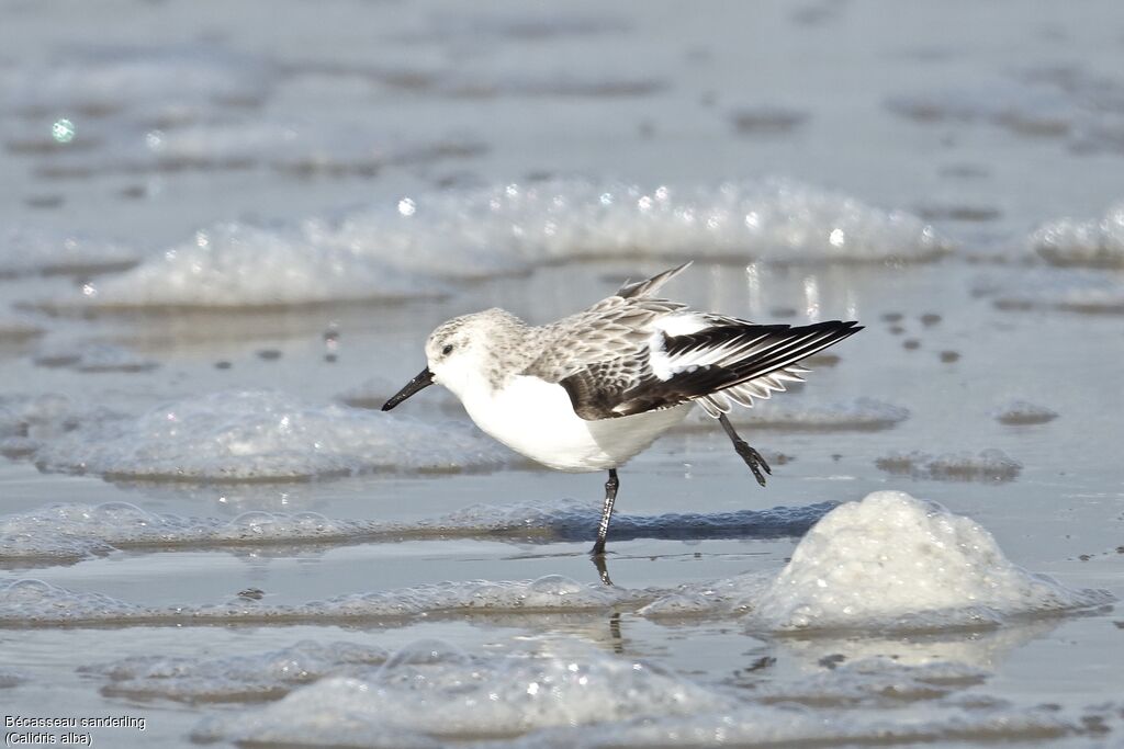 Bécasseau sanderling