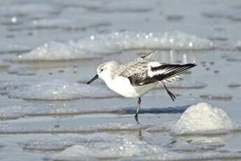 Bécasseau sanderling