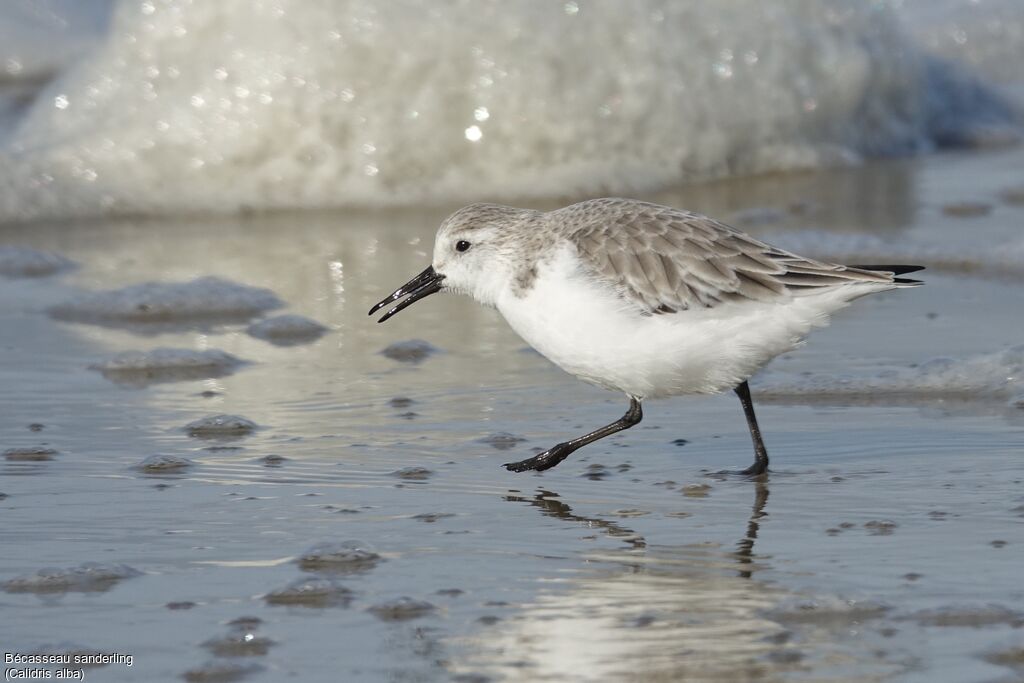 Bécasseau sanderling