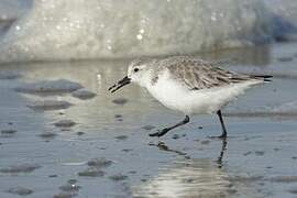 Sanderling