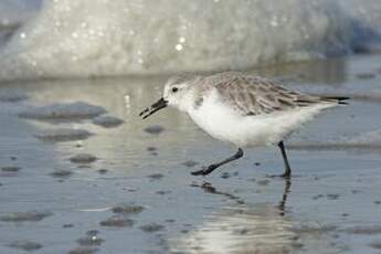 Bécasseau sanderling