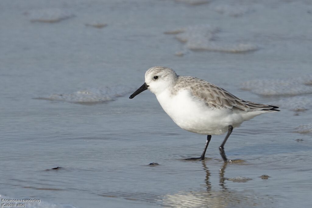 Bécasseau sanderling