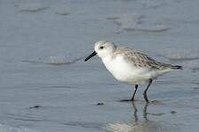 Bécasseau sanderling