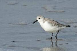 Sanderling