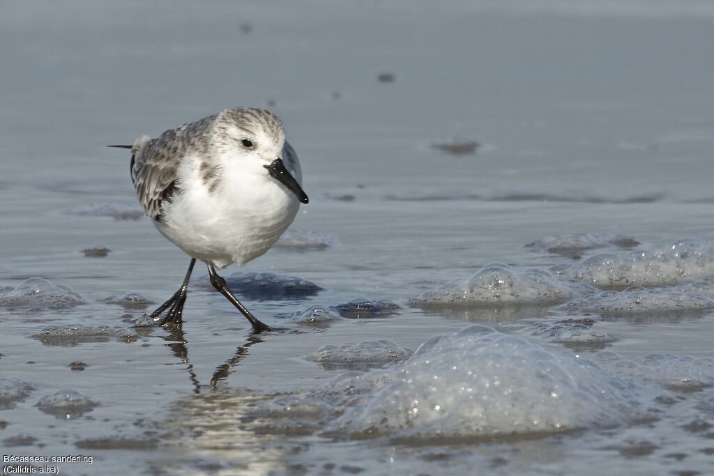 Sanderling