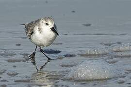 Sanderling