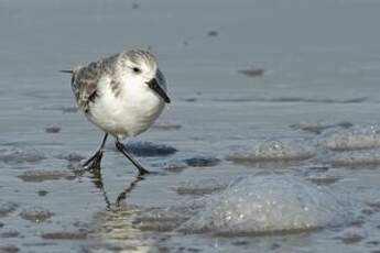 Bécasseau sanderling