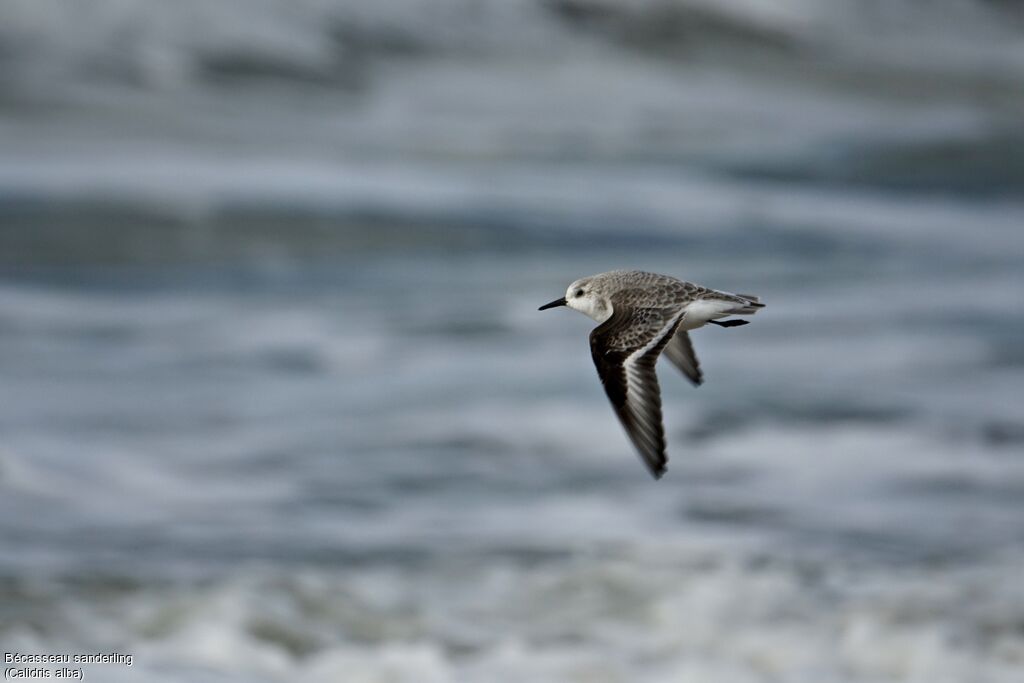 Bécasseau sanderling