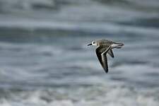 Bécasseau sanderling