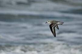 Sanderling