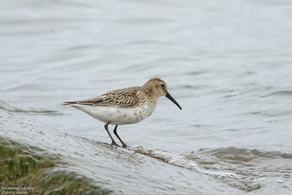 Dunlin